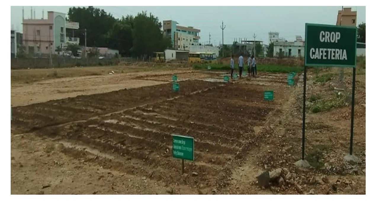 The crop cafeteria