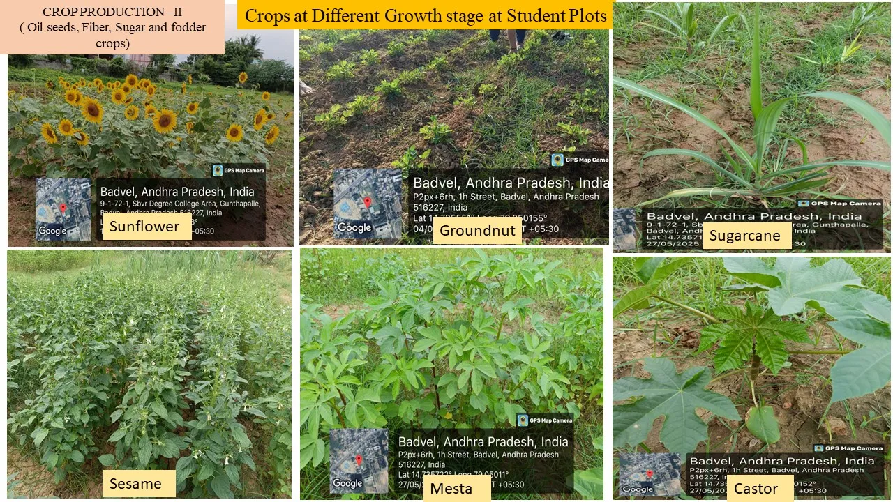 Crops at different growth stages at the student plots