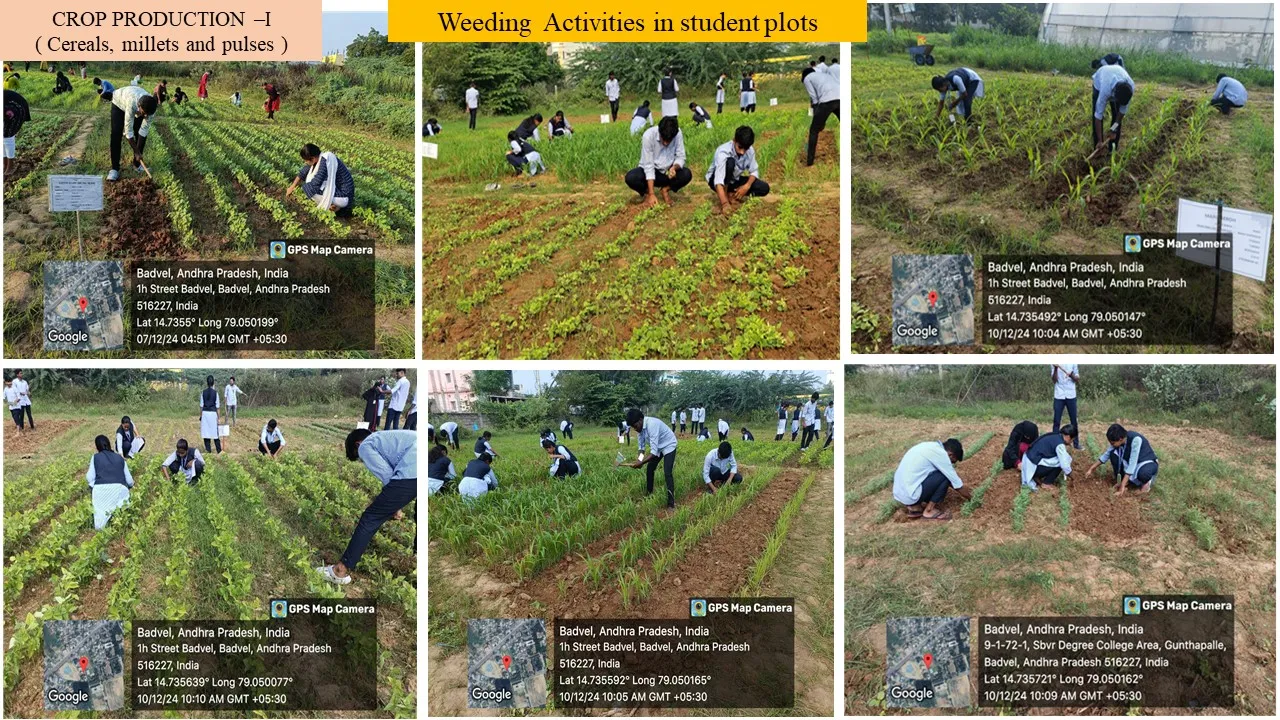 Weeding at the student plots
