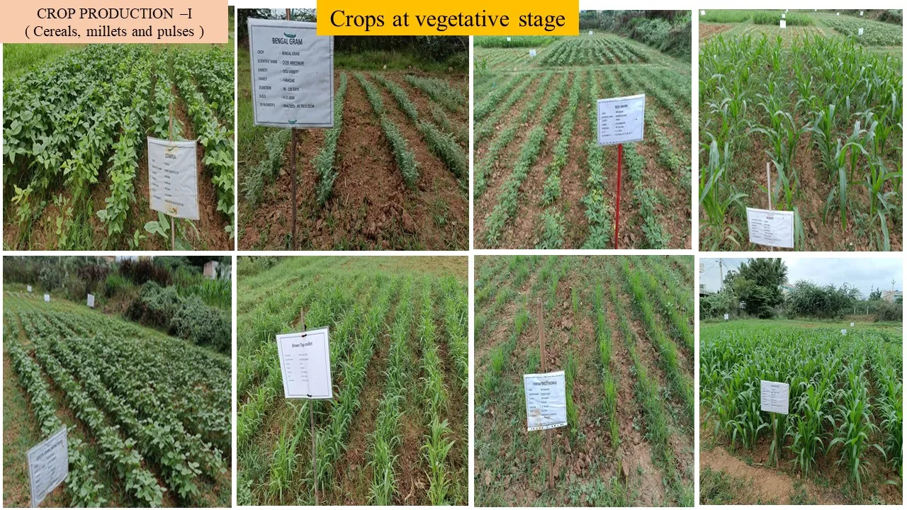 Crops at the vegetative stage