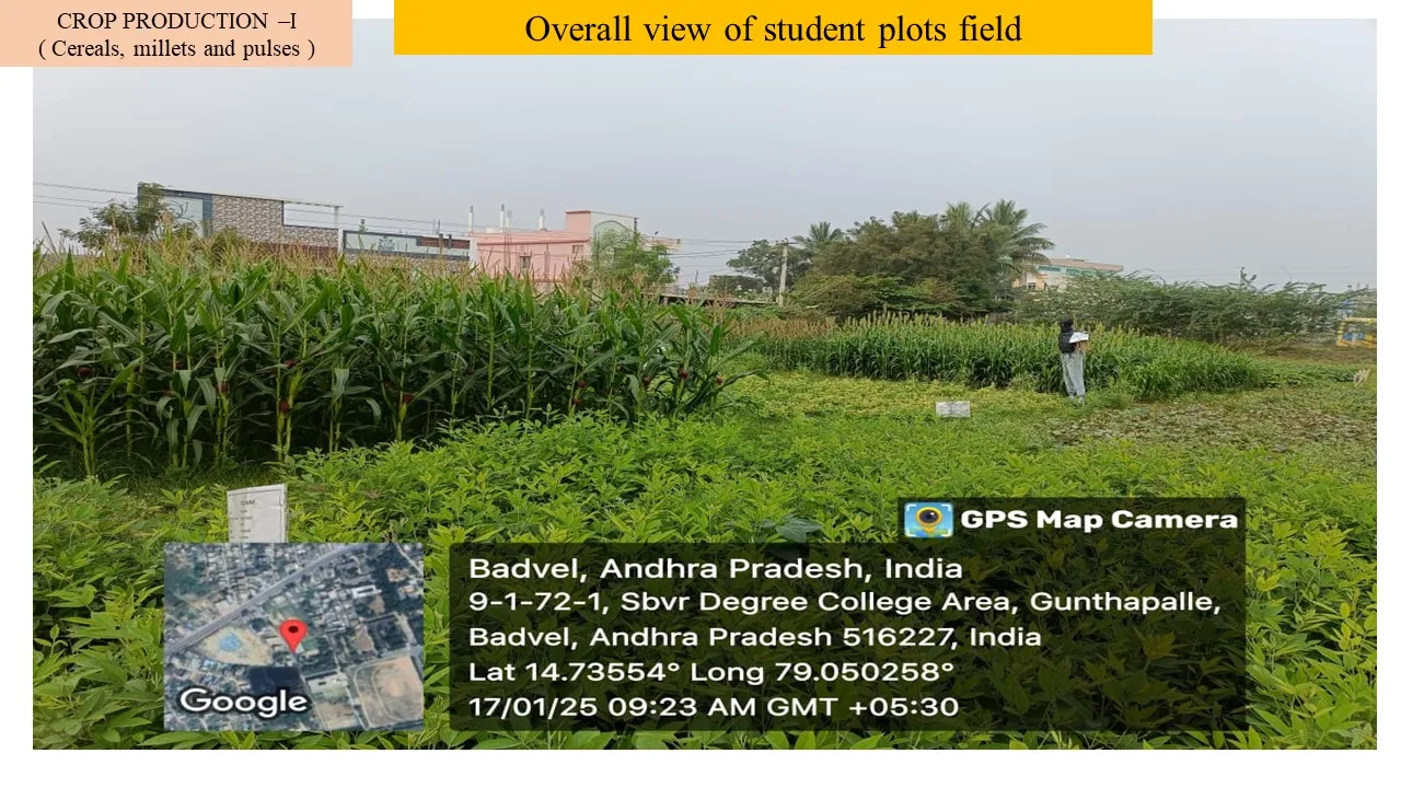 Overall view of the student plots field