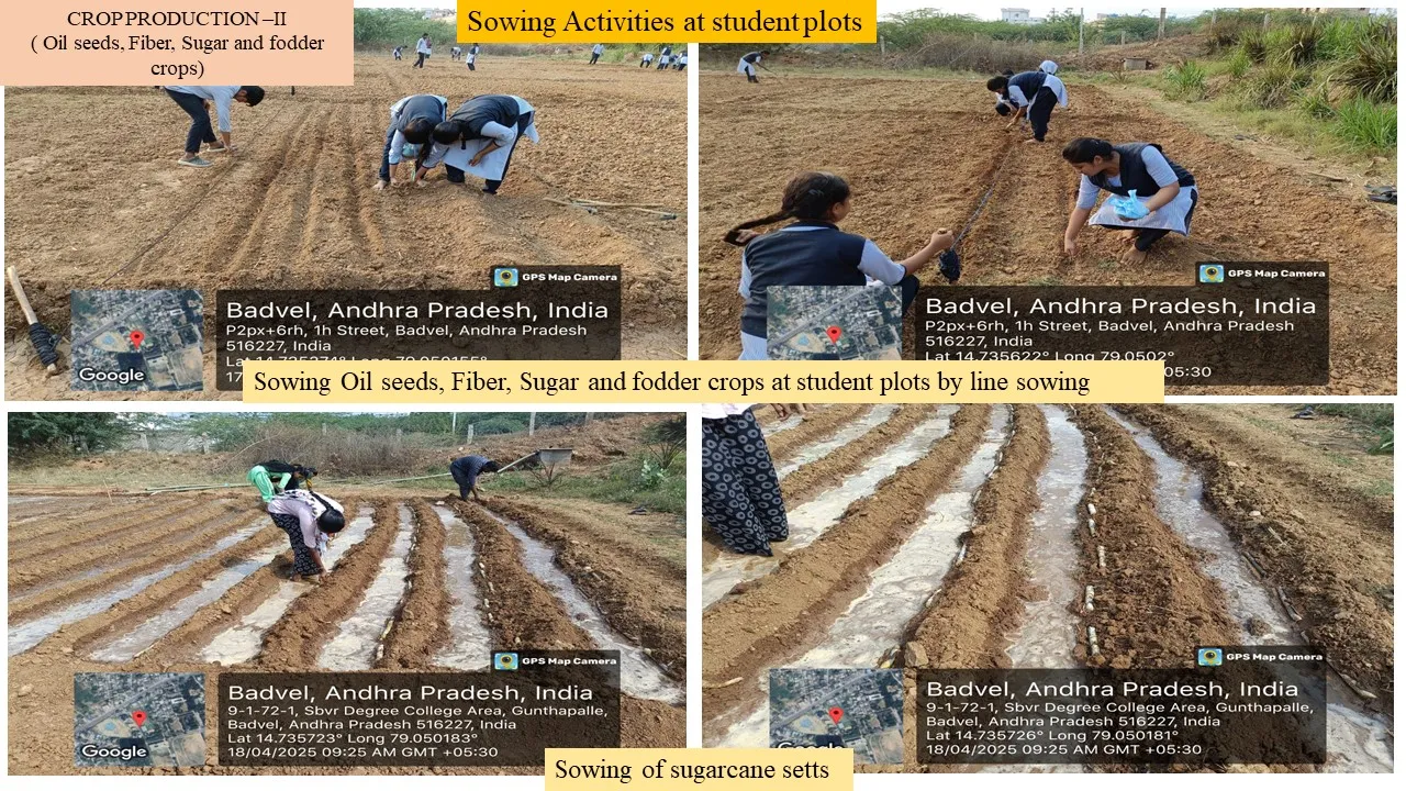 Sowing of oil, fibre, sugar and fodder crops by line sowing