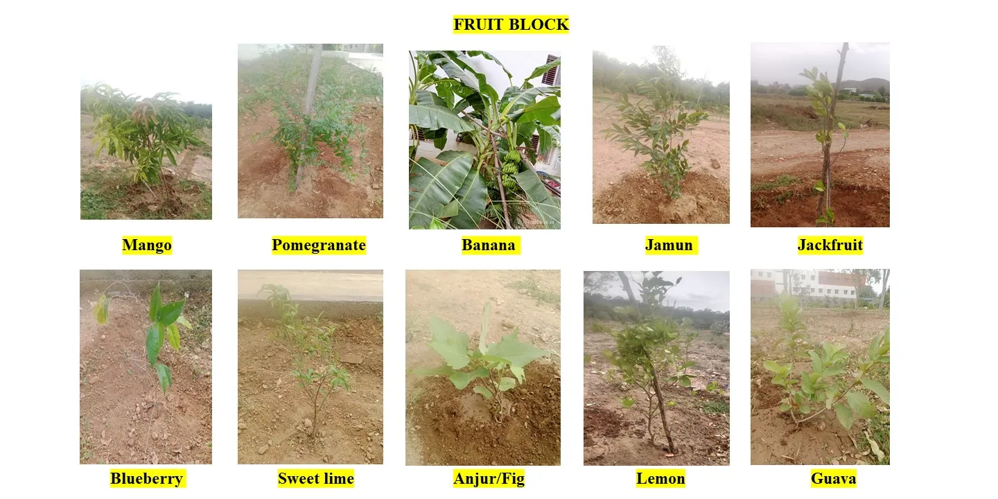 The fruit block — mango, pomegranate, banana, jamun, jackfruit, mulberry, sweet lime, anjeer, lemon and guava