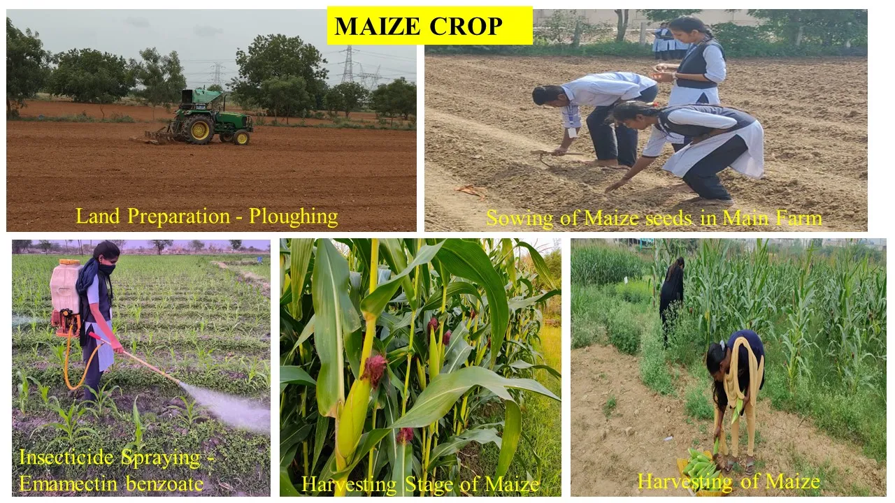 Maize — from land preparation to harvest