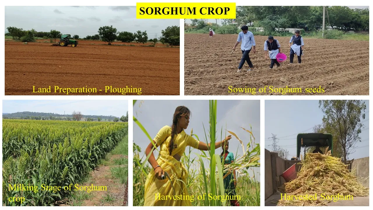 Sorghum — from land preparation to harvest