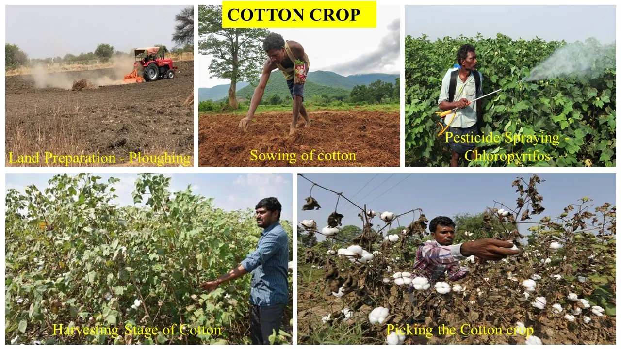 Cotton — from land preparation to harvest