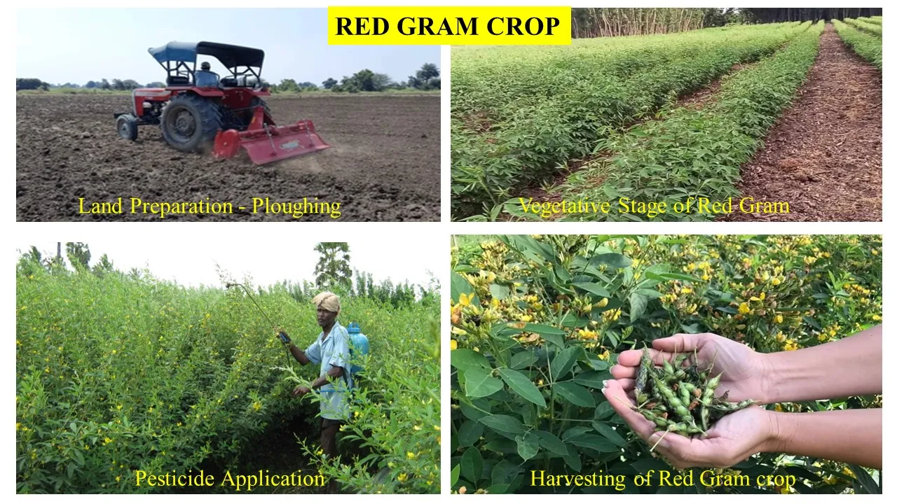 Red gram — from land preparation to harvest