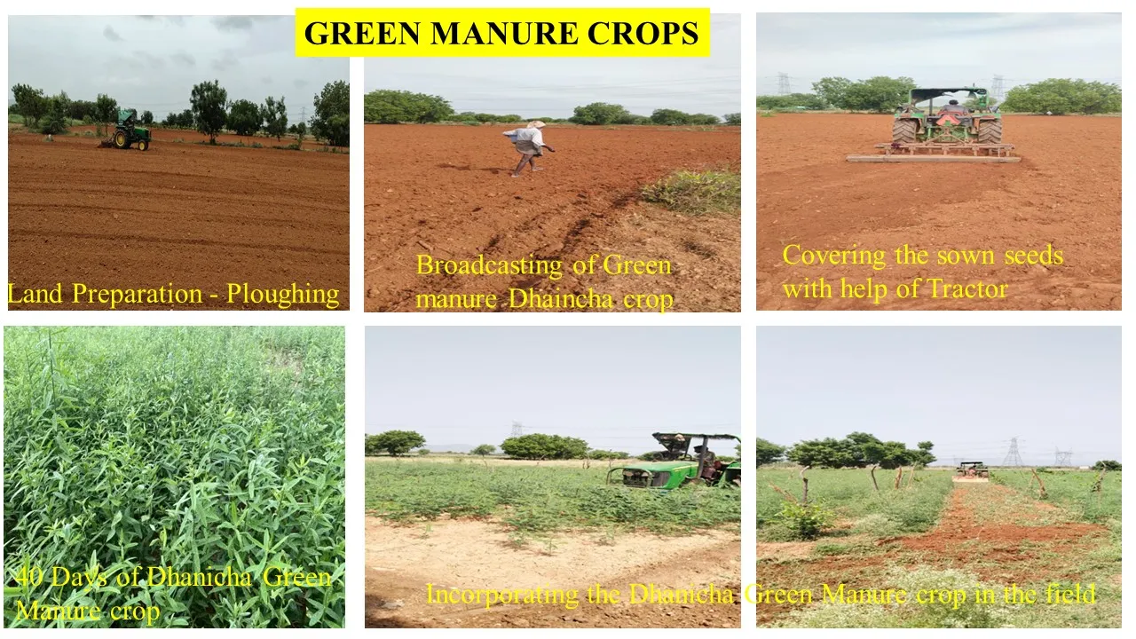 Green manure crops