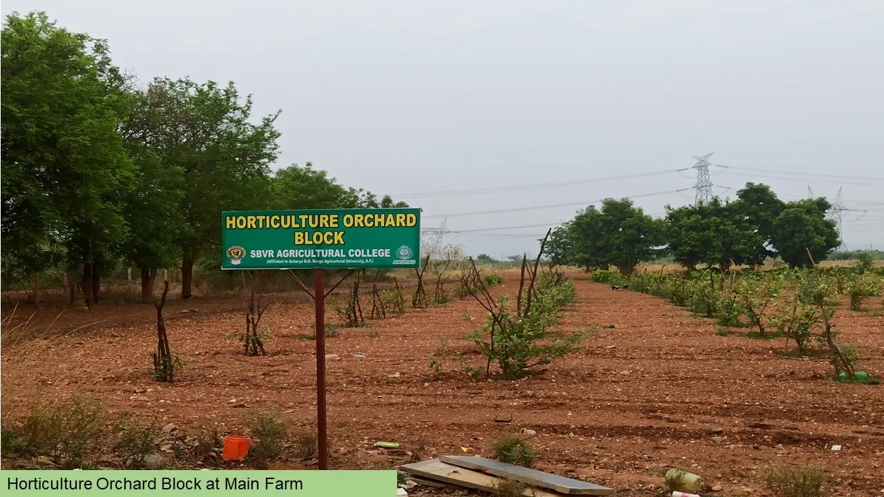 The horticulture orchard block at the main farm