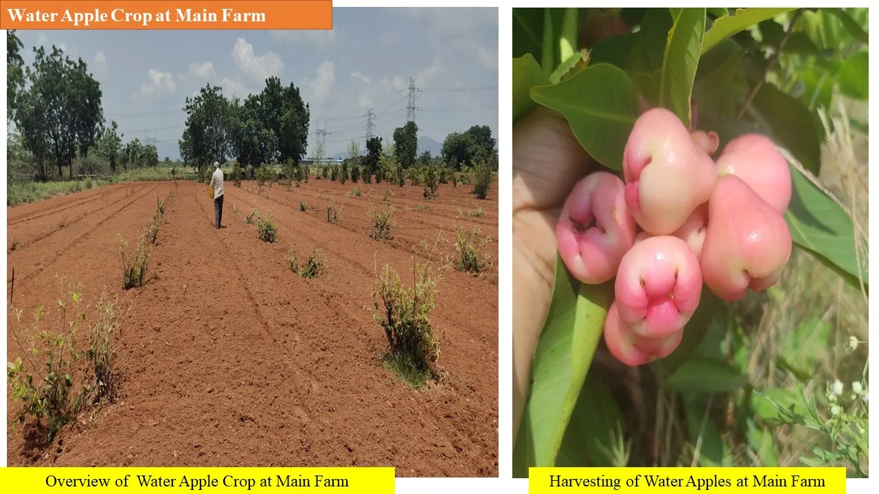 Water apple crop at the main farm