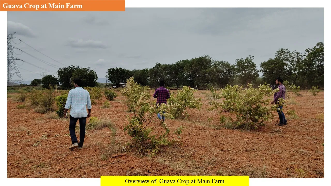 Guava crop at the main farm