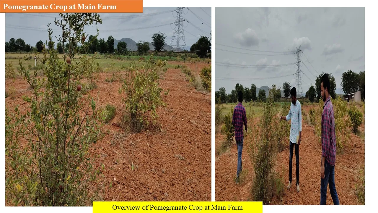 Pomegranate crop at the main farm