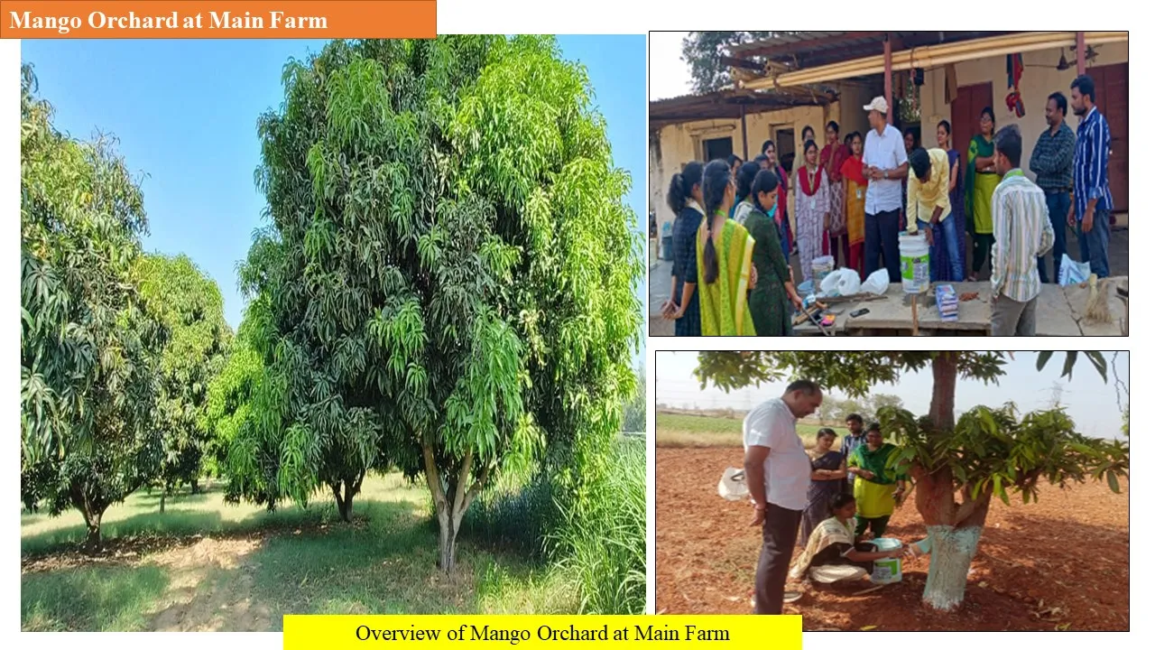 Mango orchard at the main farm