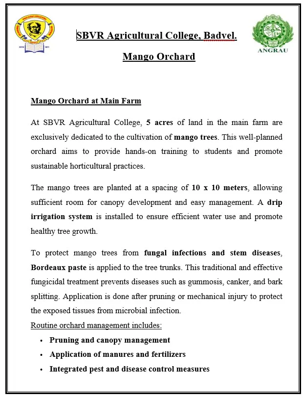 Mango orchard at the main farm — five acres under mango