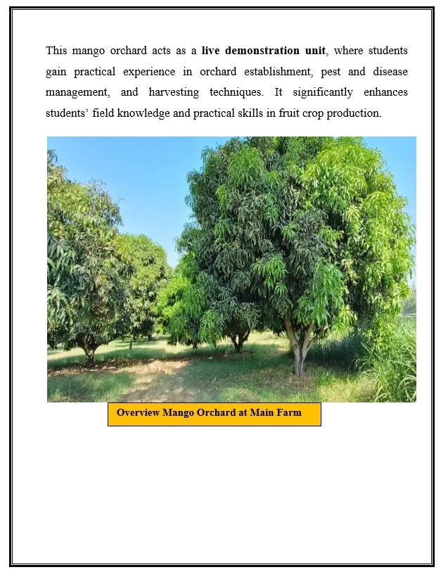 Overview of the mango orchard, a live demonstration unit