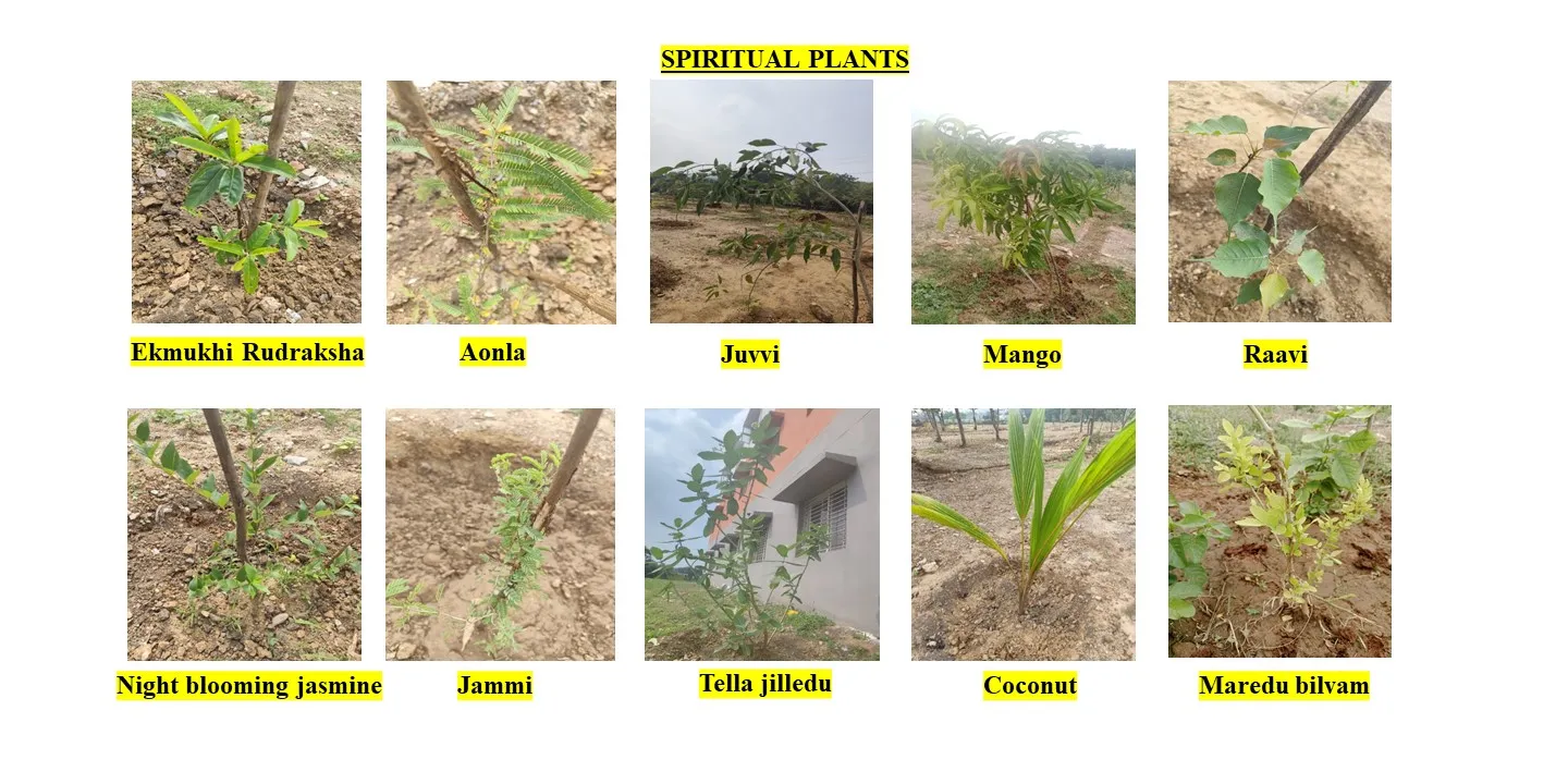 The spiritual and medicinal plant block