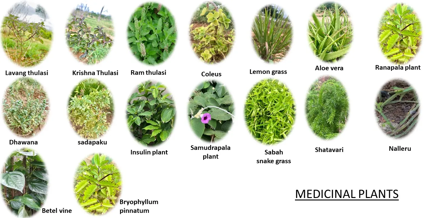 Medicinal plants — lavang tulasi, Krishna tulasi, ram tulasi, coleus, lemon grass, aloe vera, ranapala, dhawana, sadapaku, insulin plant, samudrapala, shatavari, Sabah snake grass, nalleru and betel vine