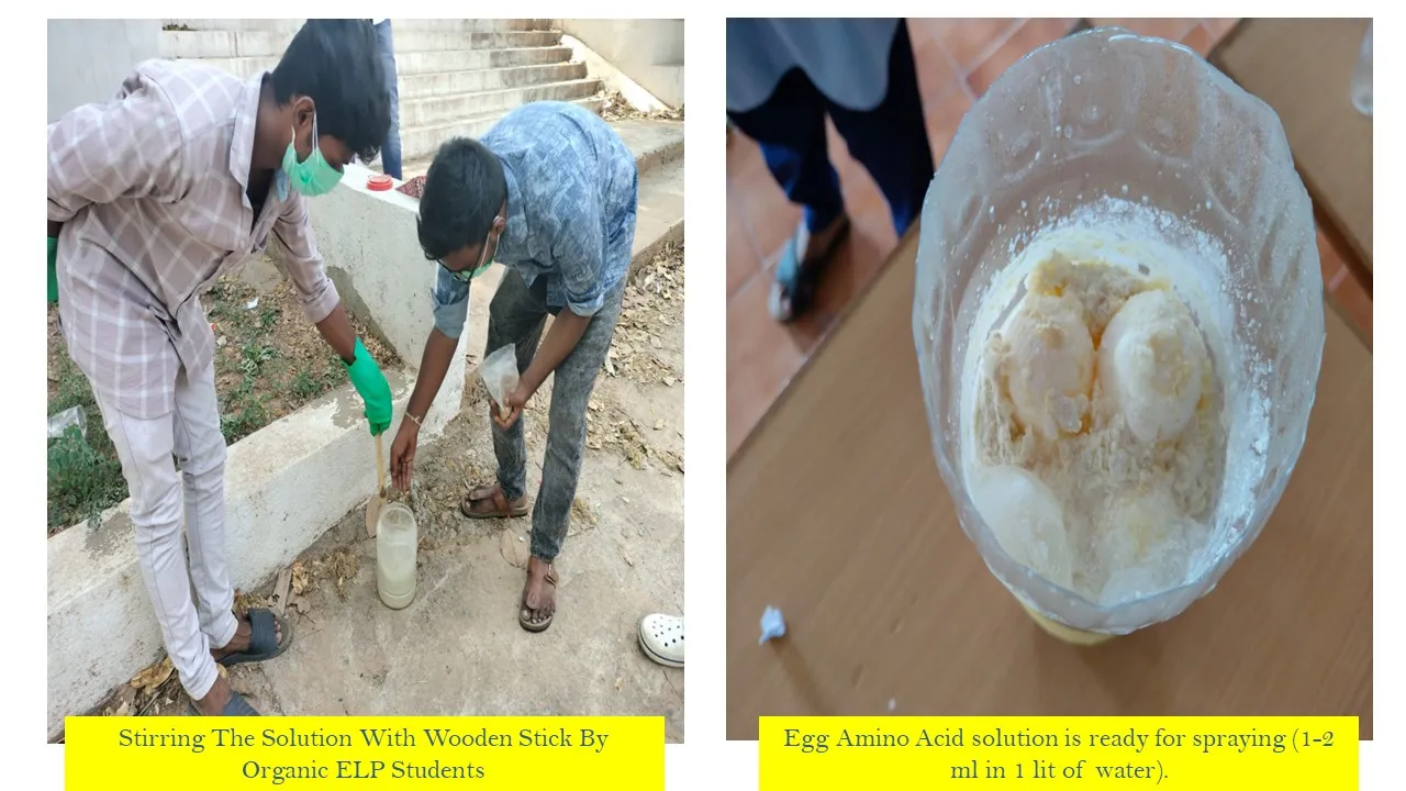 Egg amino acid solution, ready for spraying