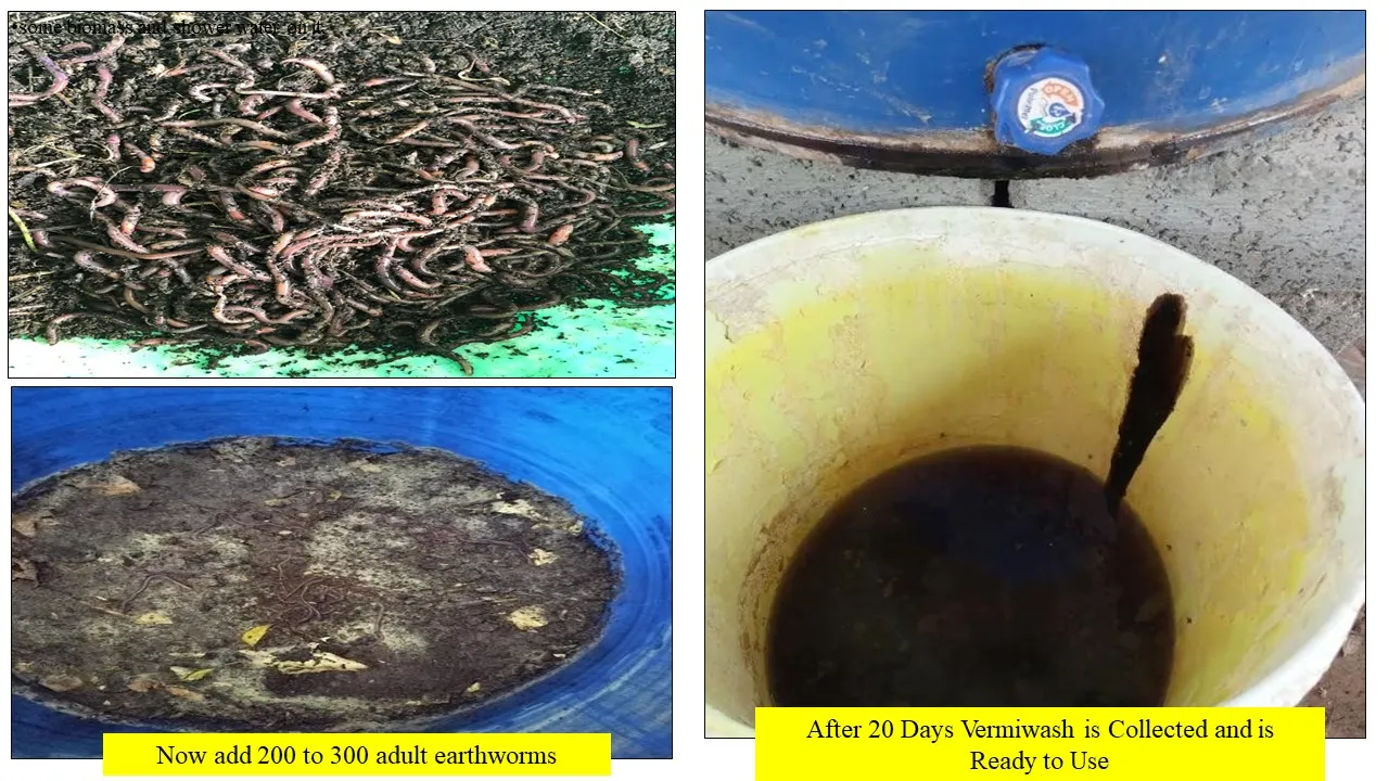 Vermiwash collected after twenty days