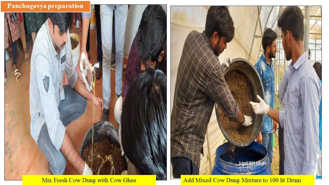 Panchagavya preparation