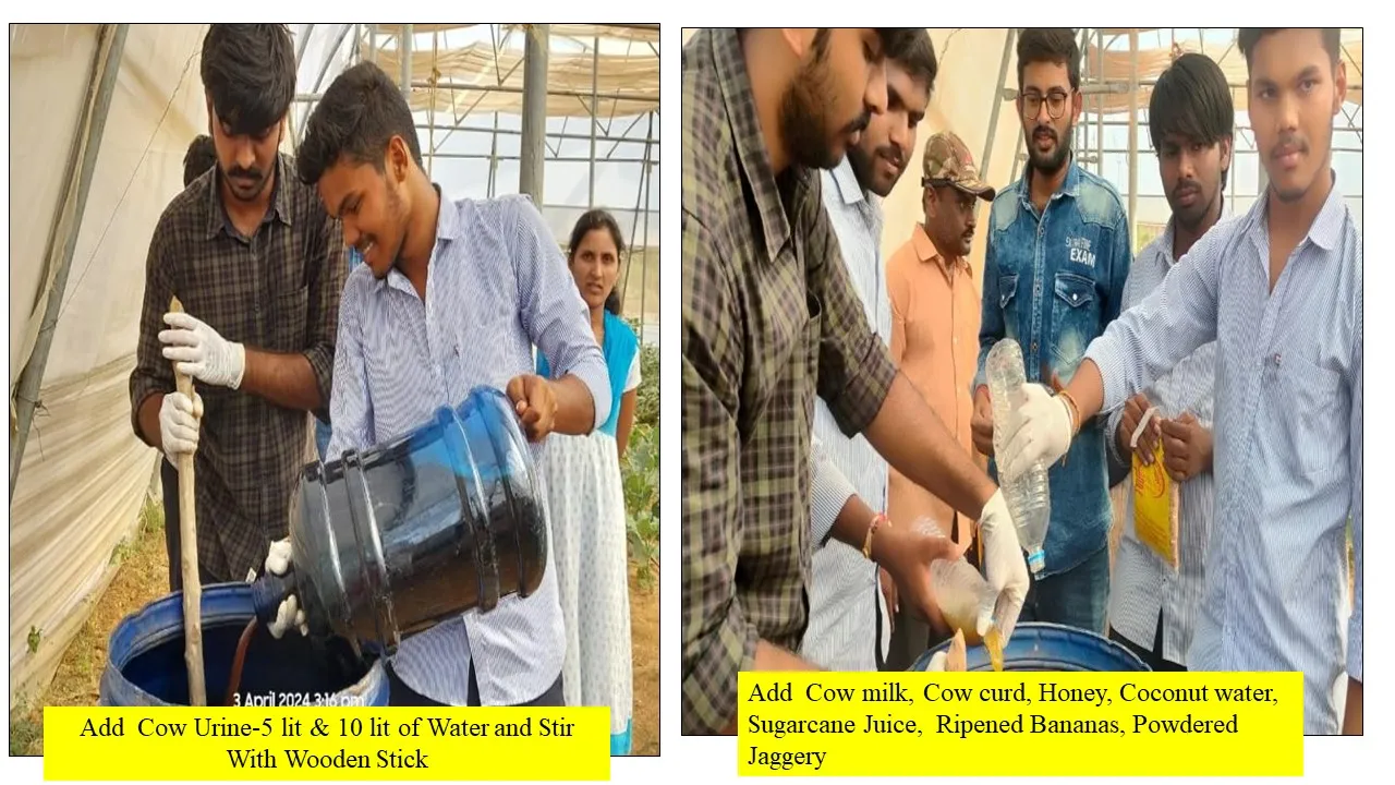 Adding cow urine, water and jaggery to the panchagavya drum