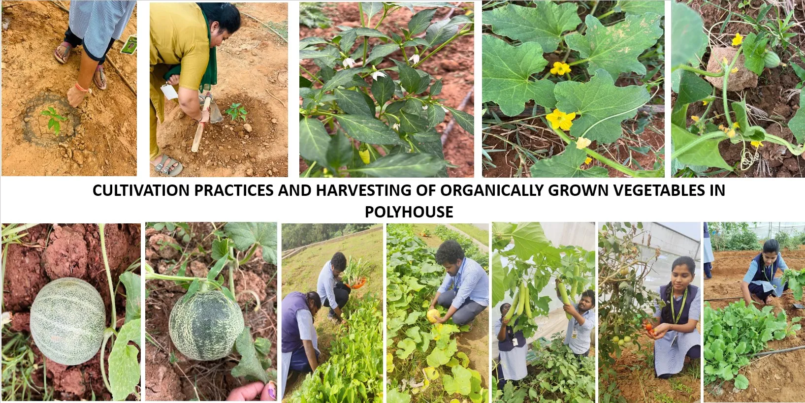 Cultivation and harvesting of organically grown vegetables in the polyhouse